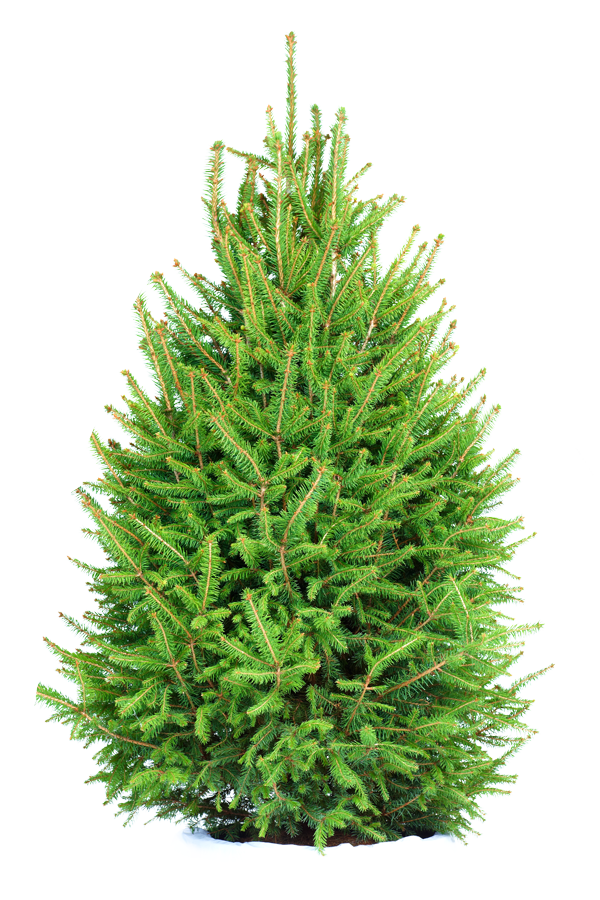 Norway Spruce Christmas Tree